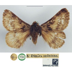 /filer/webapps/moths/media/images/D/degenera_Dreata_HT_NHMUK.jpg