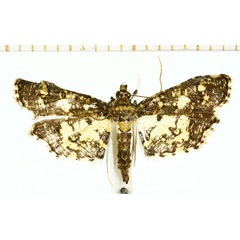 /filer/webapps/moths/media/images/B/bracteolalis_Eurrhyparodes_A_DePrins.jpg