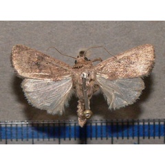 /filer/webapps/moths/media/images/P/pigra_Athetis_A_Goffa_01.JPG