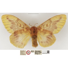 /filer/webapps/moths/media/images/T/tamsi_Lechriolepis_HT_NHMUK.jpg