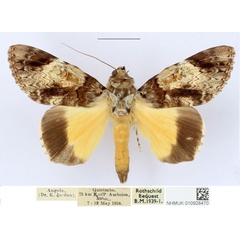 /filer/webapps/moths/media/images/P/pseudocatocala_Ulotrichopus_AM_NHMUK.jpg