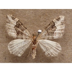 /filer/webapps/moths/media/images/P/poseata_Xanthorhoe_A_Butler.jpg
