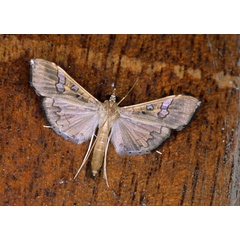 /filer/webapps/moths/media/images/V/vitrata_Maruca_A_Roland_01.jpg