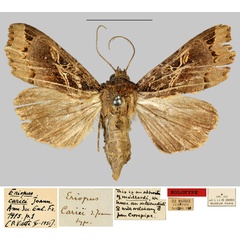 /filer/webapps/moths/media/images/C/cariei_Eriopus_HT_MNHN.jpg