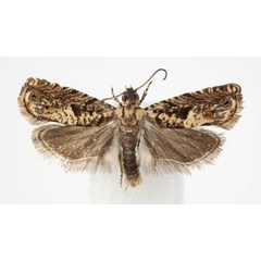 /filer/webapps/moths/media/images/F/flavitinctana_Coniostola_AM_BMNH.jpg