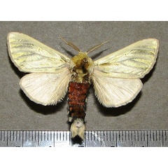 /filer/webapps/moths/media/images/S/simplex_Antheua_A_Goffa_01.jpg