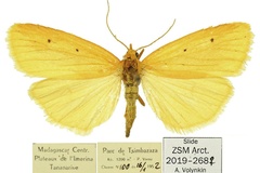 Cyana rejecta viettei