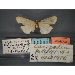 /filer/webapps/moths/media/images/P/pallidior_Caripodia_HT_RMCA_01.jpg