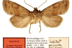 Apospasta elgonensis