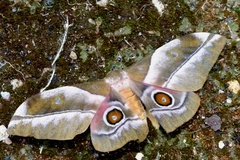 Gonimbrasia rhodophila