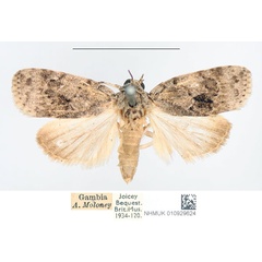 /filer/webapps/moths/media/images/R/roeselioides_Pardasena_A_NHMUK.jpg