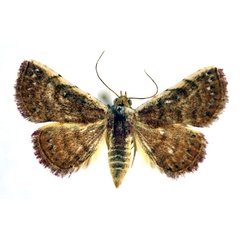 /filer/webapps/moths/media/images/F/flavicosta_Eublemma_A_NHMO_02.jpg