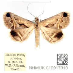 /filer/webapps/moths/media/images/C/circumdata_Acantholipes_AM_BMNH.jpg