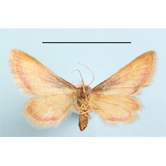 /filer/webapps/moths/media/images/R/roseiocincta_Zygophyxia_A_MGCLb_01.JPG