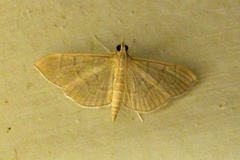 Poliobotys ablactalis