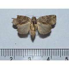 /filer/webapps/moths/media/images/R/roeselioides_Pardasena_A_Goff_02.jpg