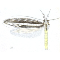 /filer/webapps/moths/media/images/E/eretmota_Limnaecia_HT_Meyrick_6-10.jpg