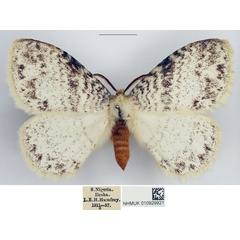/filer/webapps/moths/media/images/H/hologramma_Phiala_AM_NHMUK.jpg
