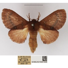 /filer/webapps/moths/media/images/D/divisa_Pseudolyra_AF_NHMUK_02.jpg