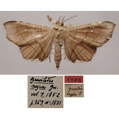 /filer/webapps/moths/media/images/N/nysa_Gracilodes_LT_MNHN.jpg