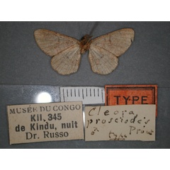 /filer/webapps/moths/media/images/P/prosciodes_Omphalucha_HT_RMCA_02.jpg