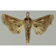 /filer/webapps/moths/media/images/G/gaedei_Eutelia_AM_MNHNb.jpg