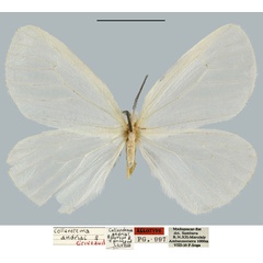 /filer/webapps/moths/media/images/A/andriai_Collenettema_AT_MNHN.jpg