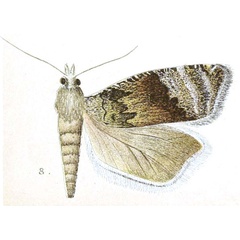 /filer/webapps/moths/media/images/P/primaria_Polychrosis_HT_Meyrick_3-8.jpg