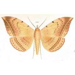 /filer/webapps/moths/media/images/B/boisei_Hypopyra_HT_Saalmuller_126.jpg