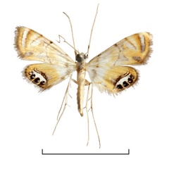 /filer/webapps/moths/media/images/E/euprepialis_Eoophyla_HT_MHNG.jpg