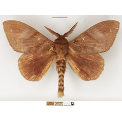 /filer/webapps/moths/media/images/C/contraria_Pachymeta_AM_NHMUK_01.jpg