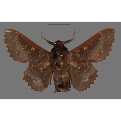 /filer/webapps/moths/media/images/B/brysoni_Mimopacha_HT_Mueller.jpg