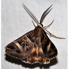 /filer/webapps/moths/media/images/V/vermiculosa_Cerocala_A_Braun_13.jpg