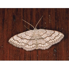 /filer/webapps/moths/media/images/S/sinnaria_Scopula_A_Roland_04.jpg