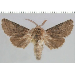 /filer/webapps/moths/media/images/F/fusca_Brachylia_PT_ZMHB.jpg