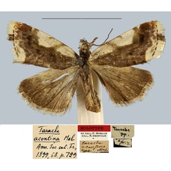 /filer/webapps/moths/media/images/A/acontina_Tarache_HT_MNHN.jpg