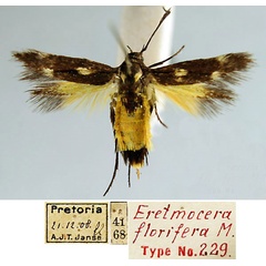 /filer/webapps/moths/media/images/F/florifera_Eretmocera_HT_TMSA.jpg