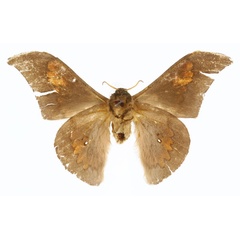 /filer/webapps/moths/media/images/K/kahli_Orthogonioptilum_HT_CMP_02.jpg