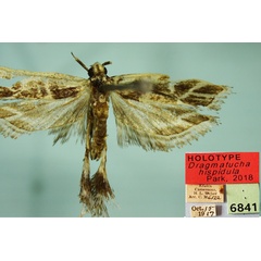 /filer/webapps/moths/media/images/H/hispidula_Dragmatucha_HT_CMP.jpg