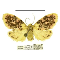 /filer/webapps/moths/media/images/N/numida_Siccasura_AF_ANHRT.jpg