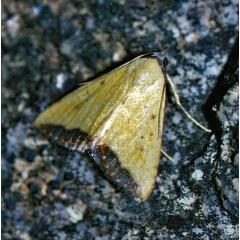 /filer/webapps/moths/media/images/S/subflavalis_Phytometra_A_Roland_01.jpg