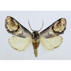 /filer/webapps/moths/media/images/B/bucephalidia_Cyclopera_AM_ISEA_02.jpg