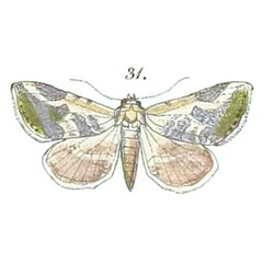 /filer/webapps/moths/media/images/A/admota_Autoba_Felder_108_31.jpg