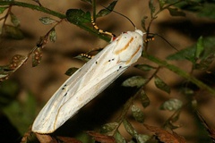 Rhodogastria similis