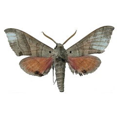 /filer/webapps/moths/media/images/Z/zolotuhini_Rufoclanis_PTM_EMEMa.jpg