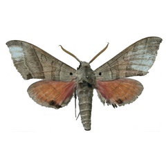 /filer/webapps/moths/media/images/Z/zolotuhini_Rufoclanis_PTM_EMEMa.jpg