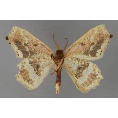 /filer/webapps/moths/media/images/V/viridicatena_Leptocolpia_A_ZSM_02.jpg