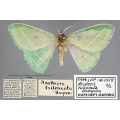 /filer/webapps/moths/media/images/T/trilineata_Acollesis_STM_OUMNH_01.jpg