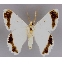 /filer/webapps/moths/media/images/S/signifrontaria_Pingasa_A_ZSM_04.jpg