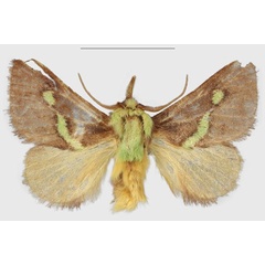 /filer/webapps/moths/media/images/E/epsteini_Latoia_HT_ZSMa.jpg